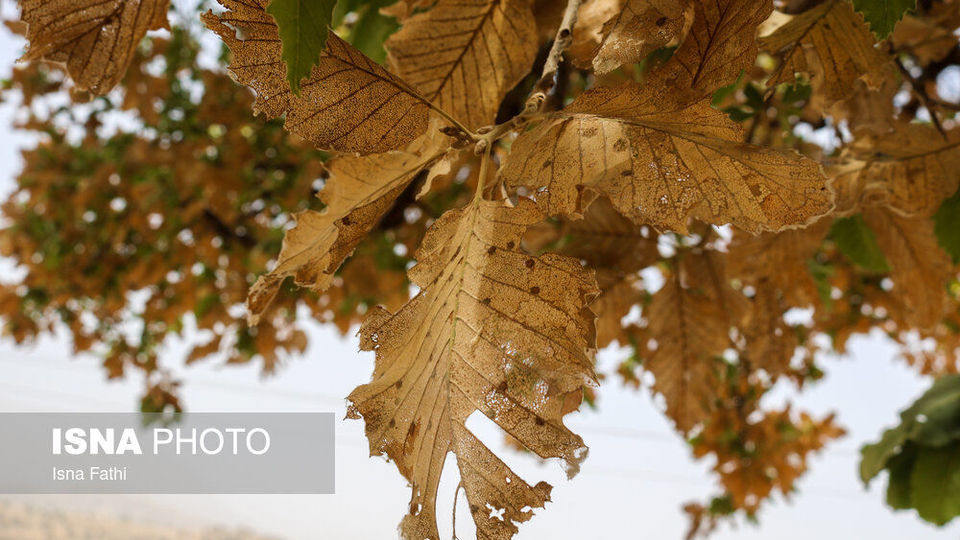آفت به جان جنگل‌های بلوط کهگیلویه و بویراحمد 