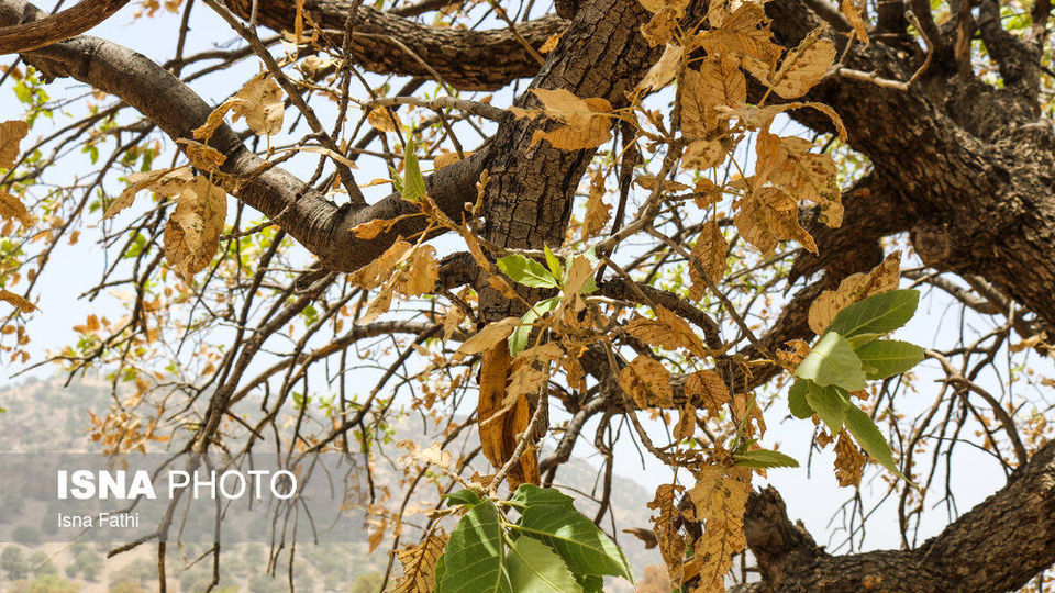 آفت به جان جنگل‌های بلوط کهگیلویه و بویراحمد 