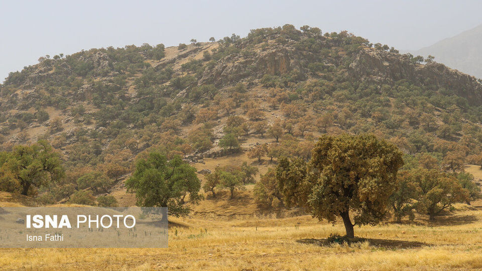 آفت به جان جنگل‌های بلوط کهگیلویه و بویراحمد 