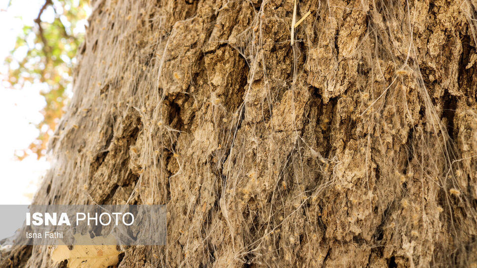 آفت به جان جنگل‌های بلوط کهگیلویه و بویراحمد 