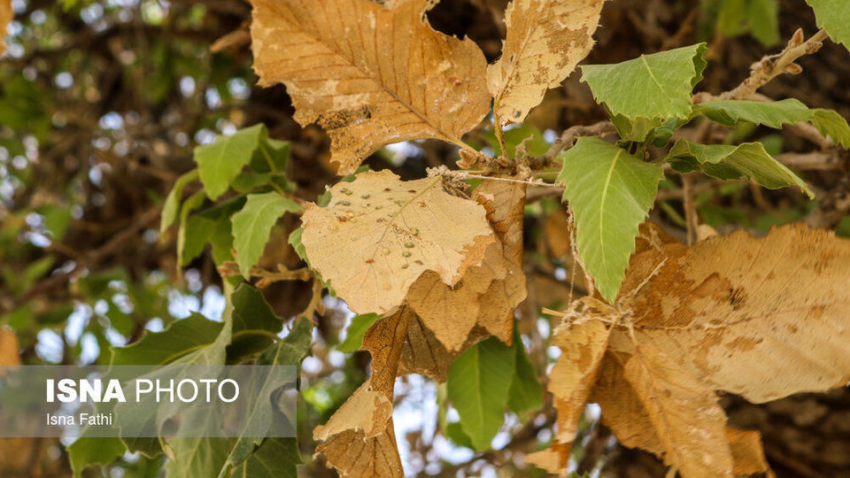 آفت به جان جنگل‌های بلوط کهگیلویه و بویراحمد 