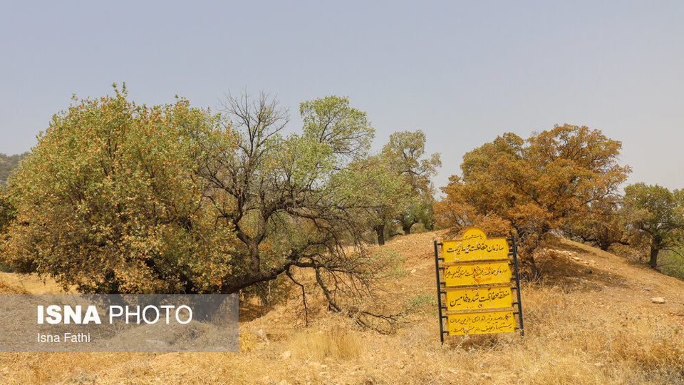 آفت به جان جنگل‌های بلوط کهگیلویه و بویراحمد 
