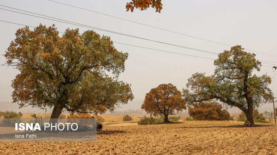 آفت به جان جنگل‌های بلوط کهگیلویه و بویراحمد 