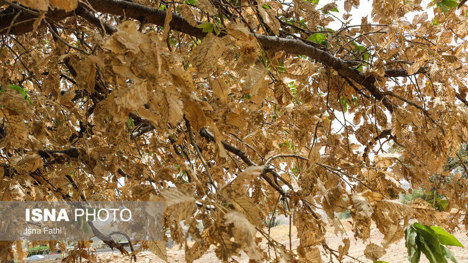 آفت به جان جنگل‌های بلوط کهگیلویه و بویراحمد 