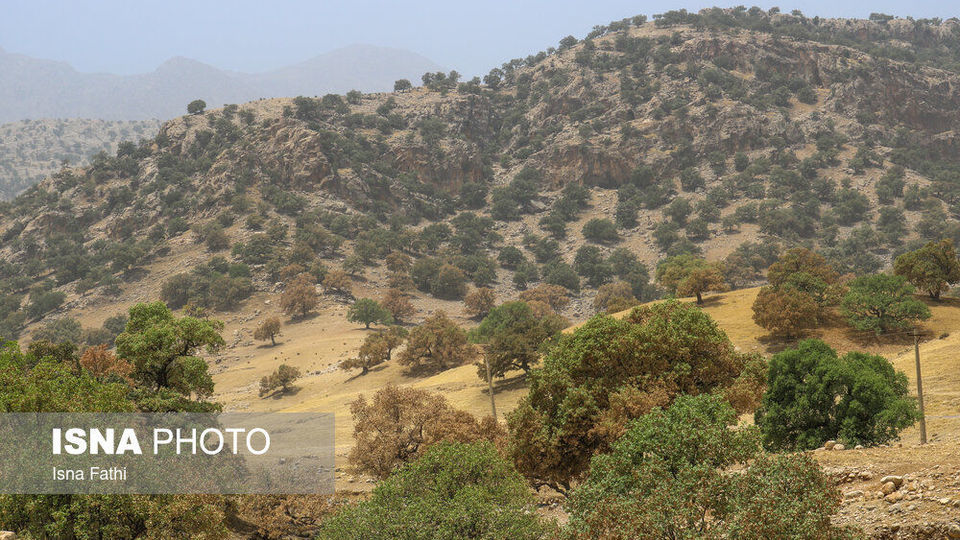 آفت به جان جنگل‌های بلوط کهگیلویه و بویراحمد 