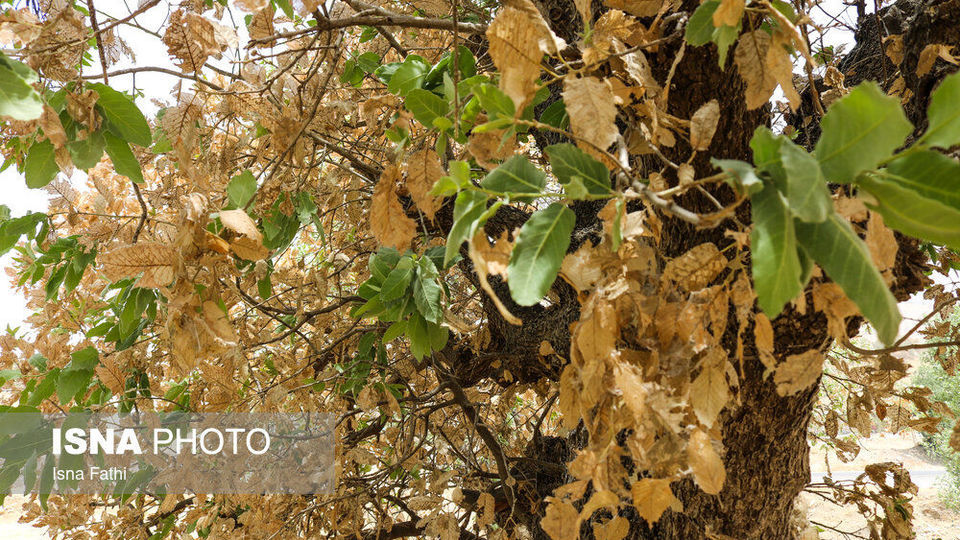 آفت به جان جنگل‌های بلوط کهگیلویه و بویراحمد 