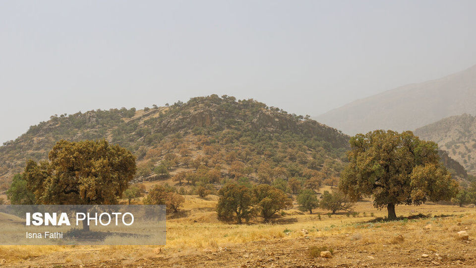 آفت به جان جنگل‌های بلوط کهگیلویه و بویراحمد 