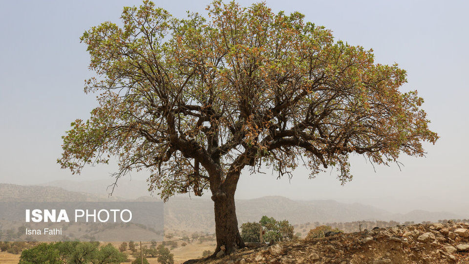 آفت به جان جنگل‌های بلوط کهگیلویه و بویراحمد 
