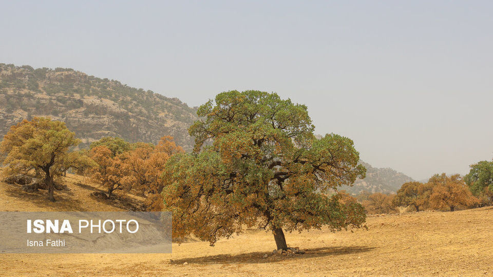 آفت به جان جنگل‌های بلوط کهگیلویه و بویراحمد 