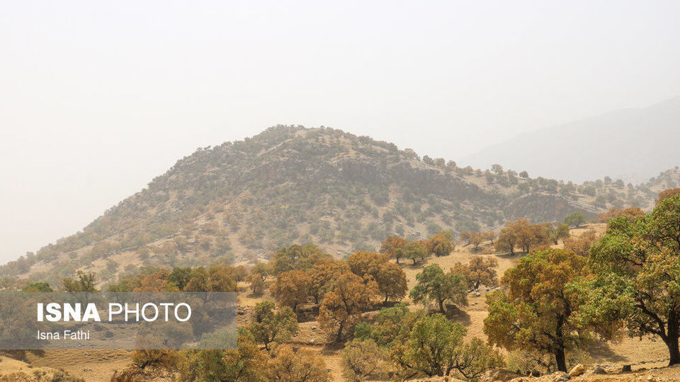 آفت به جان جنگل‌های بلوط کهگیلویه و بویراحمد 