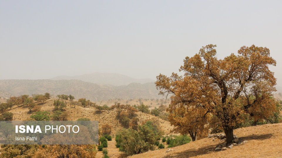 آفت به جان جنگل‌های بلوط کهگیلویه و بویراحمد 