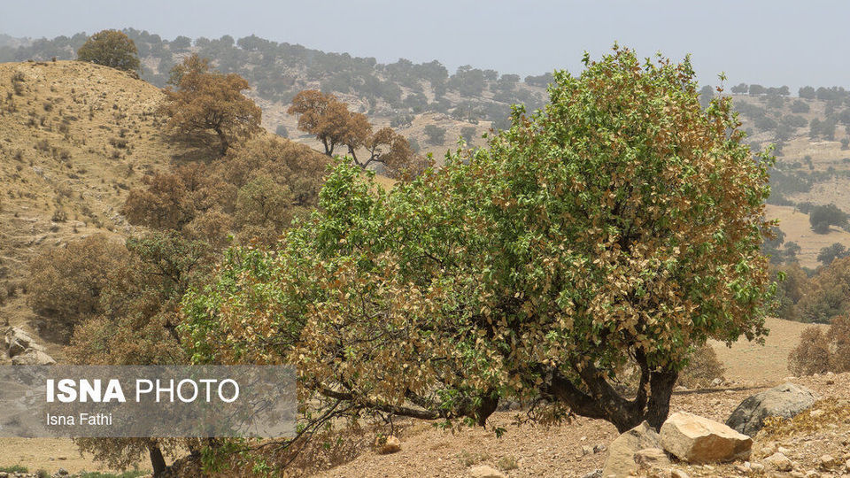 آفت به جان جنگل‌های بلوط کهگیلویه و بویراحمد 