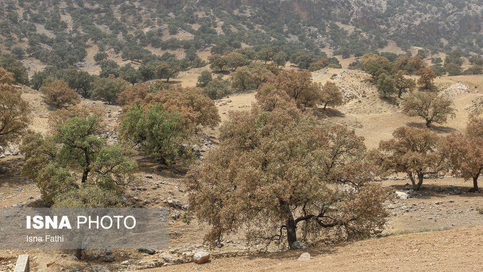 آفت به جان جنگل‌های بلوط کهگیلویه و بویراحمد 