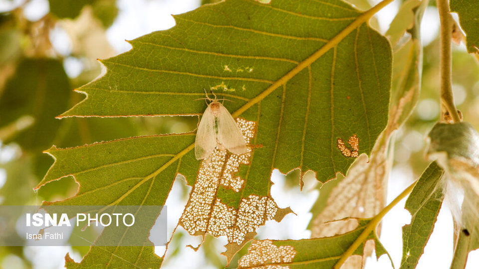 آفت به جان جنگل‌های بلوط کهگیلویه و بویراحمد 