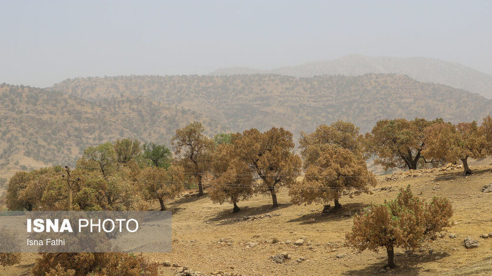 آفت به جان جنگل‌های بلوط کهگیلویه و بویراحمد 