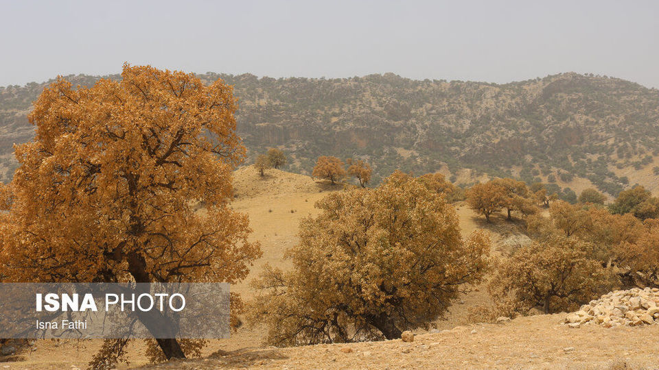 آفت به جان جنگل‌های بلوط کهگیلویه و بویراحمد 