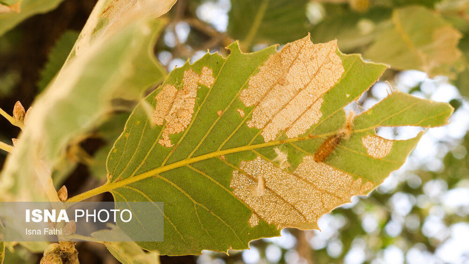 آفت به جان جنگل‌های بلوط کهگیلویه و بویراحمد 