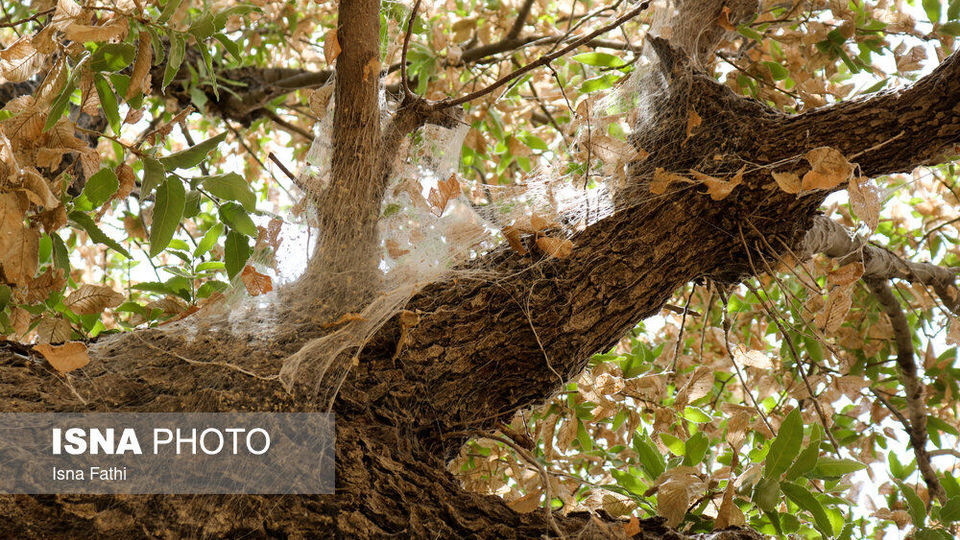 آفت به جان جنگل‌های بلوط کهگیلویه و بویراحمد 