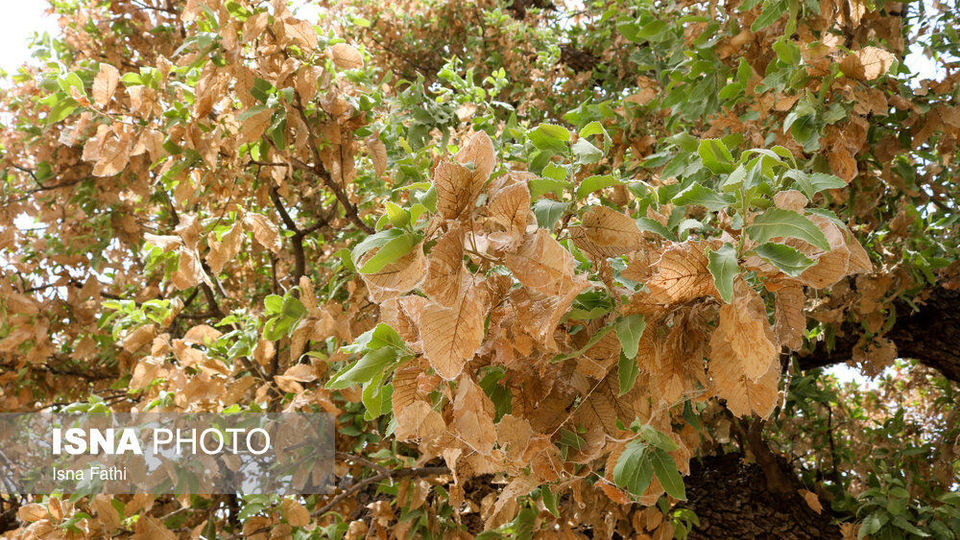 آفت به جان جنگل‌های بلوط کهگیلویه و بویراحمد 