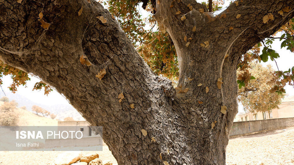 آفت به جان جنگل‌های بلوط کهگیلویه و بویراحمد 