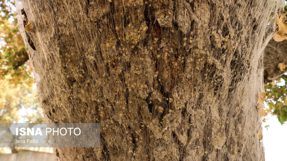 آفت به جان جنگل‌های بلوط کهگیلویه و بویراحمد 