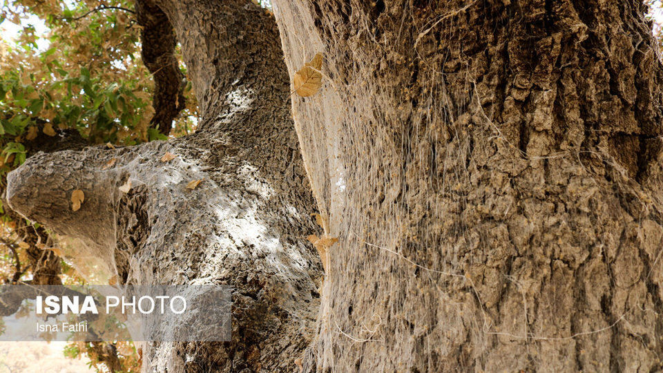 آفت به جان جنگل‌های بلوط کهگیلویه و بویراحمد 