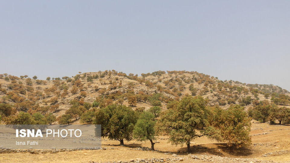 آفت به جان جنگل‌های بلوط کهگیلویه و بویراحمد 