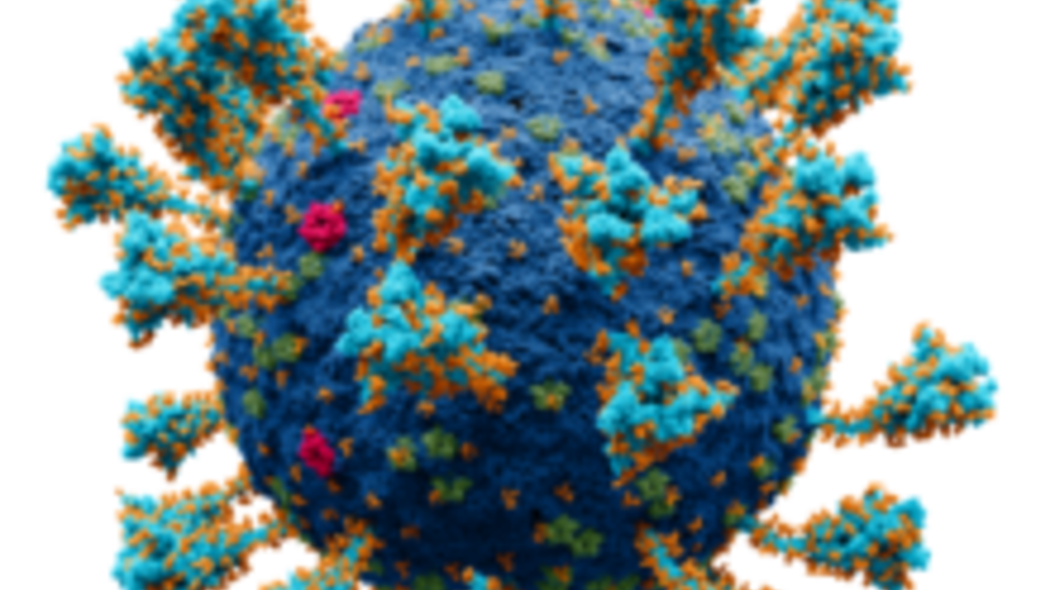 ساخت واکسن چند کاره برای مقابله با انواع کرونا ویروس‌ها