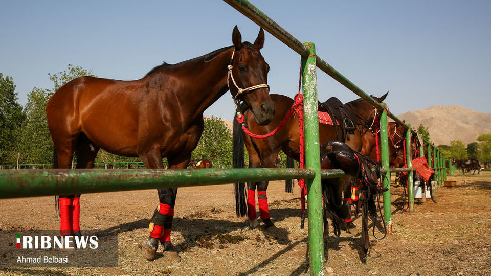 مسابقات چوگان جام سردار شهید حاج قاسم سلیمانی 