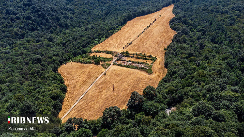 پاک تراشی، زخمی عمیق در جنگل‌های هیرکانی 