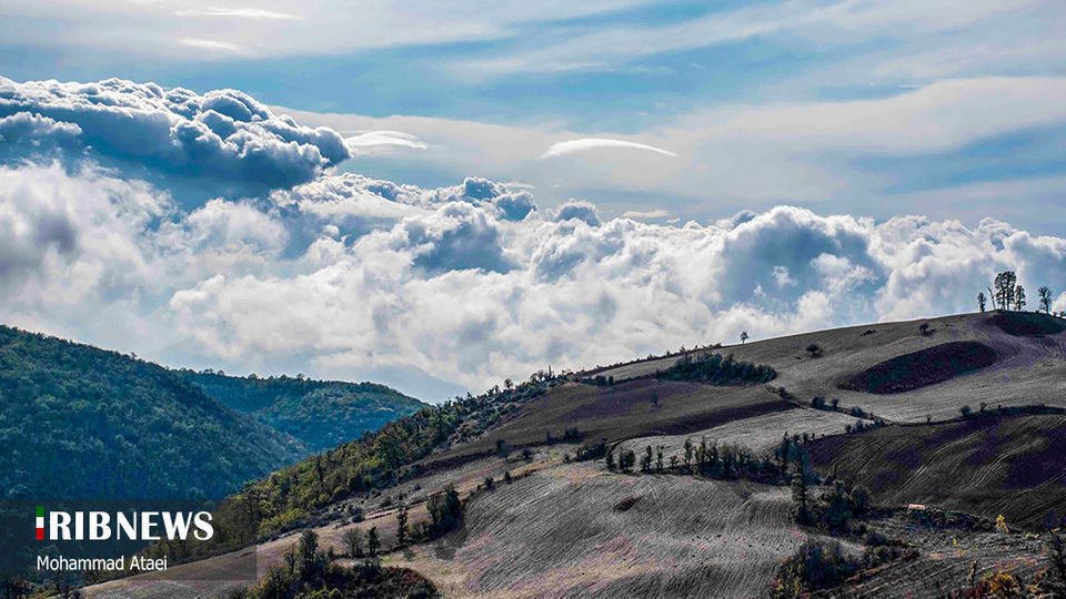 پاک تراشی، زخمی عمیق در جنگل‌های هیرکانی 