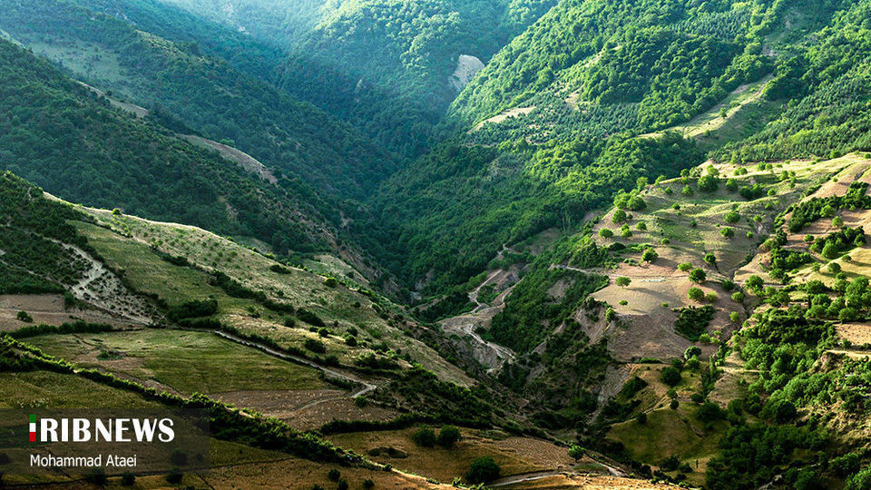 پاک تراشی، زخمی عمیق در جنگل‌های هیرکانی 