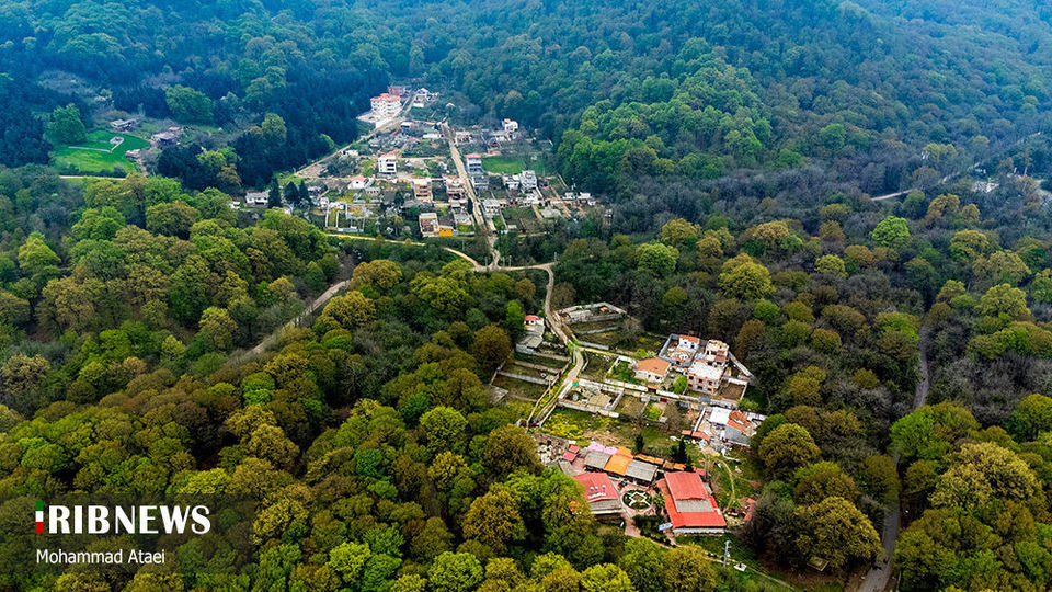 پاک تراشی، زخمی عمیق در جنگل‌های هیرکانی 