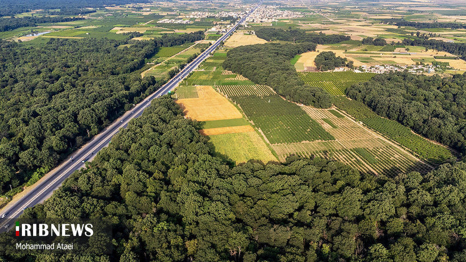 پاک تراشی، زخمی عمیق در جنگل‌های هیرکانی 