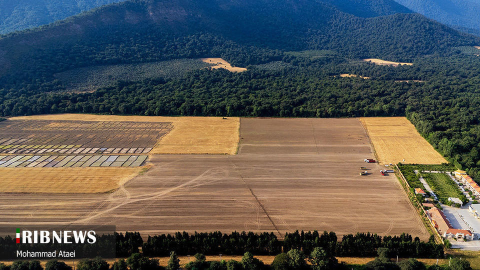 پاک تراشی، زخمی عمیق در جنگل‌های هیرکانی 