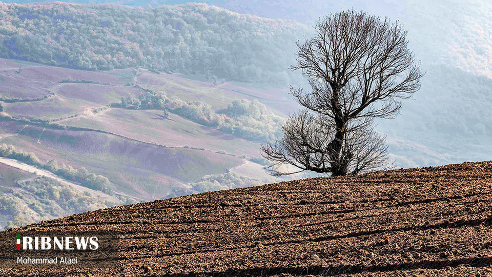 پاک تراشی، زخمی عمیق در جنگل‌های هیرکانی 