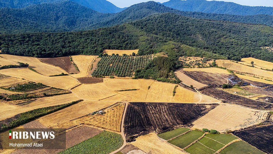 پاک تراشی، زخمی عمیق در جنگل‌های هیرکانی 