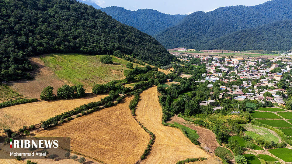 پاک تراشی، زخمی عمیق در جنگل‌های هیرکانی 