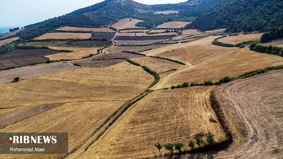 پاک تراشی، زخمی عمیق در جنگل‌های هیرکانی 