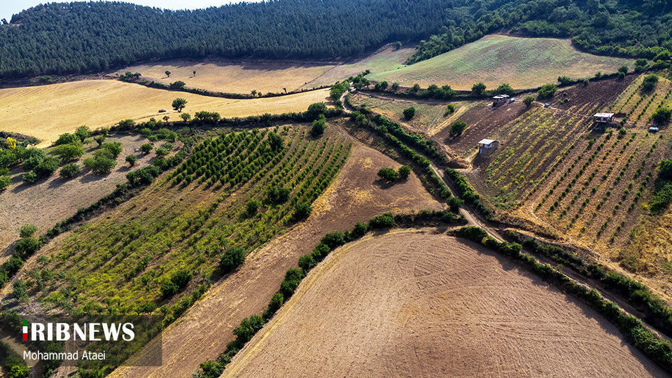 پاک تراشی، زخمی عمیق در جنگل‌های هیرکانی 