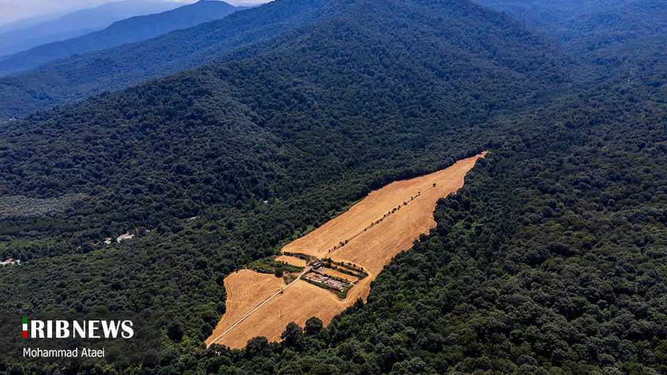 پاک تراشی، زخمی عمیق در جنگل‌های هیرکانی 