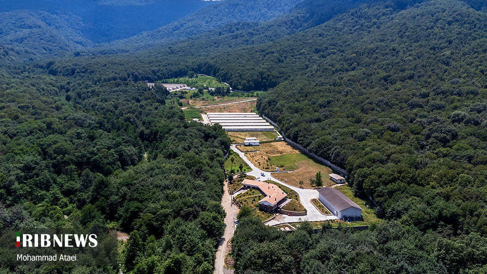 پاک تراشی، زخمی عمیق در جنگل‌های هیرکانی 