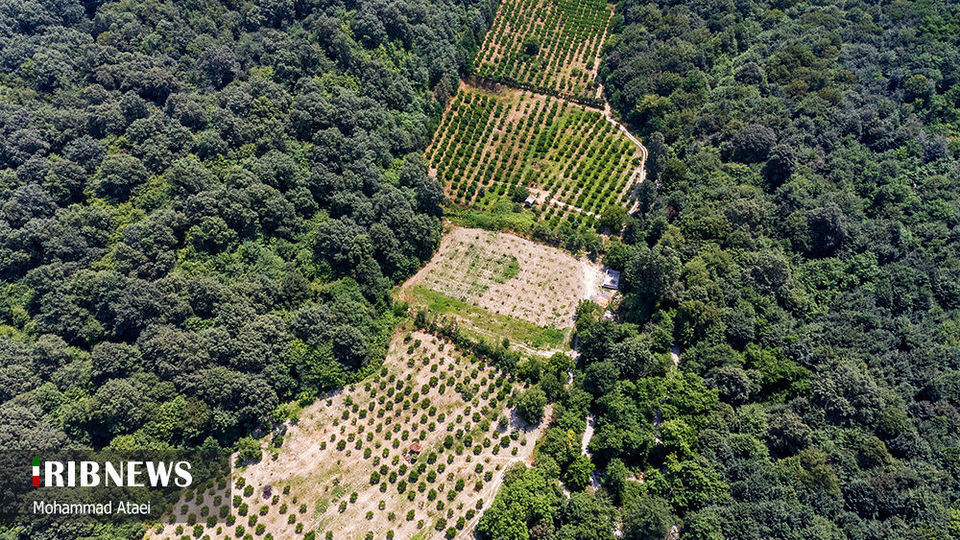 پاک تراشی، زخمی عمیق در جنگل‌های هیرکانی 