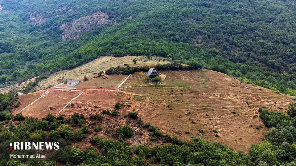 پاک تراشی، زخمی عمیق در جنگل‌های هیرکانی 