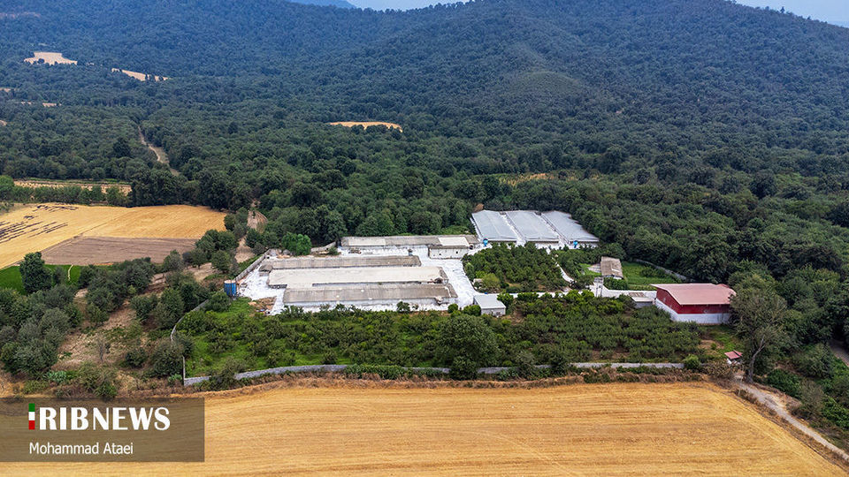 پاک تراشی، زخمی عمیق در جنگل‌های هیرکانی 