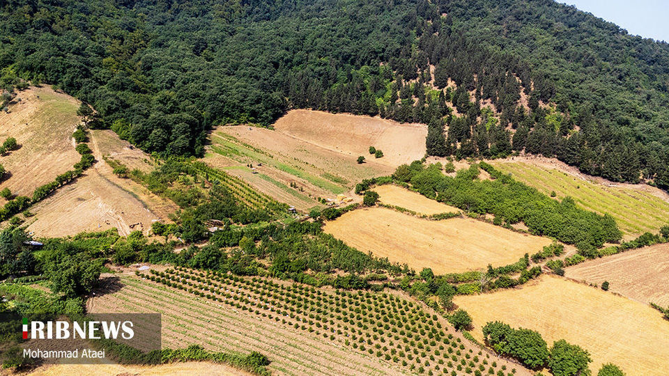 پاک تراشی، زخمی عمیق در جنگل‌های هیرکانی 