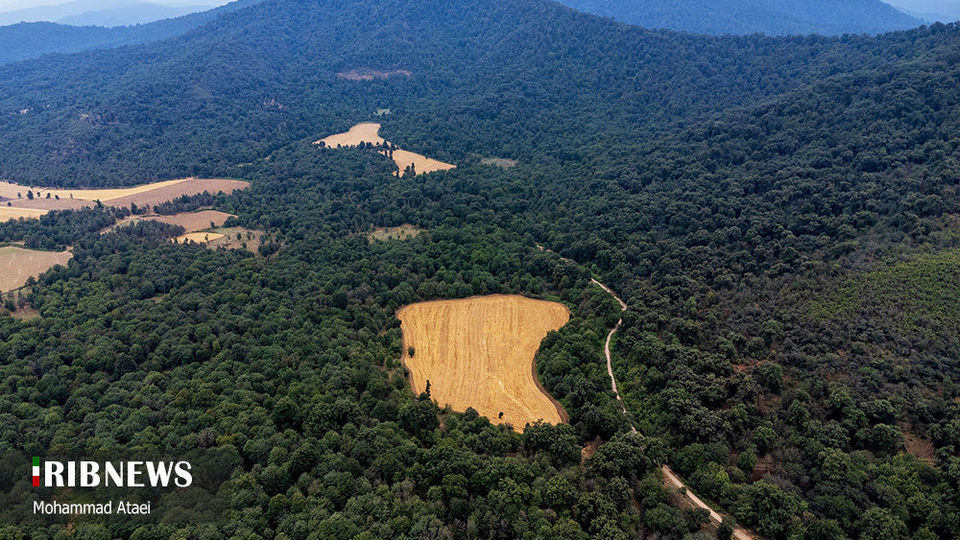 پاک تراشی، زخمی عمیق در جنگل‌های هیرکانی 