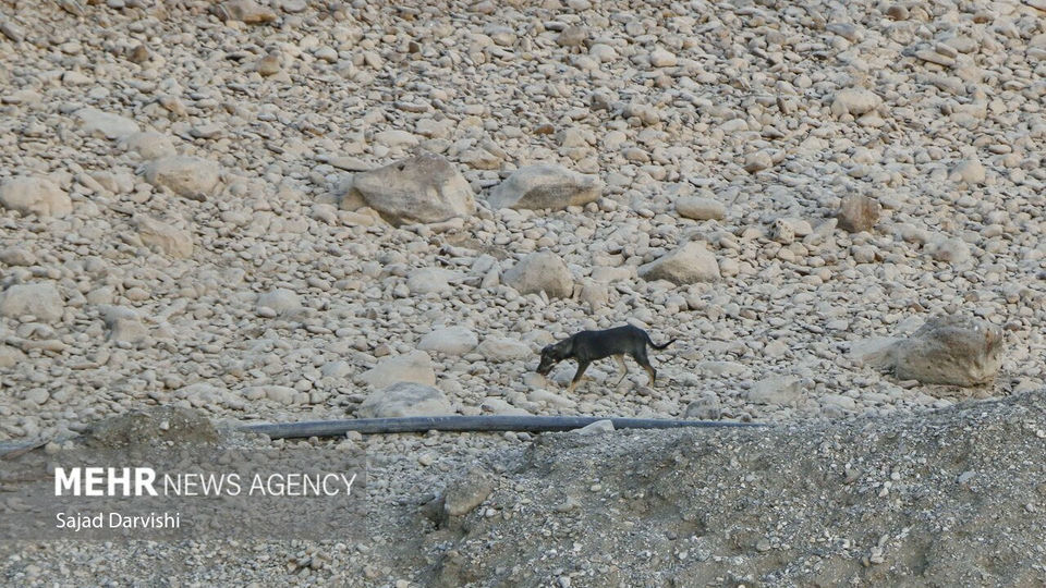 جریان خشکسالی در بستر «کشکان»