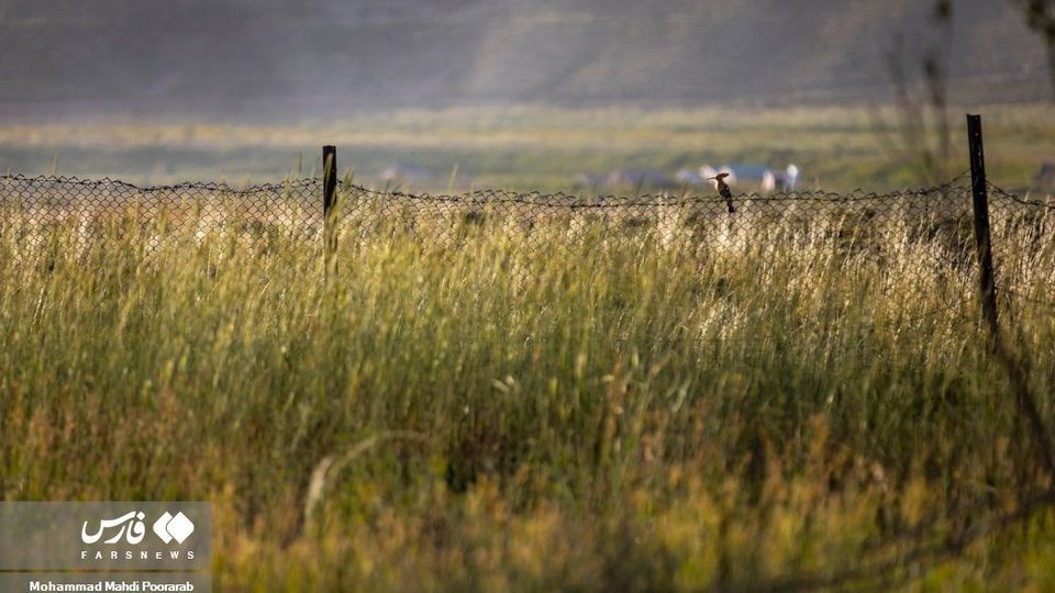 طبیعت «دشت لار»