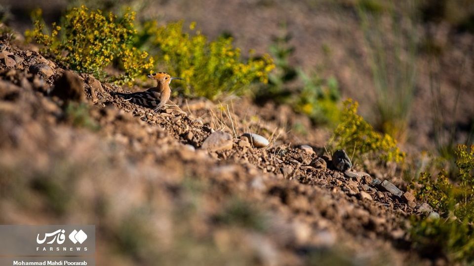 طبیعت «دشت لار»